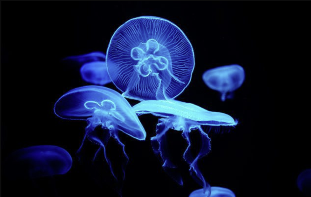 Jellyfish image 1