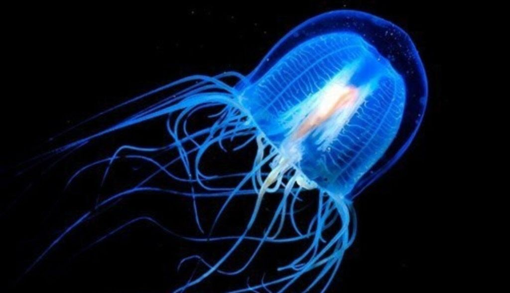 Jellyfish image 1
